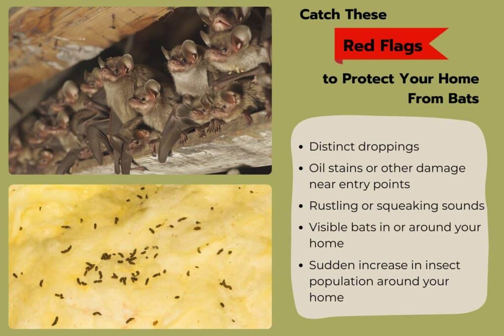 Detecting bats in the attic by spotting these signs.