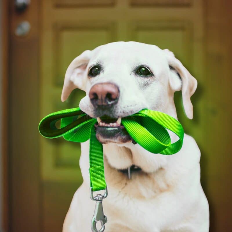 White Labrador retriever holding a green leash in its mouth standing near a doorway