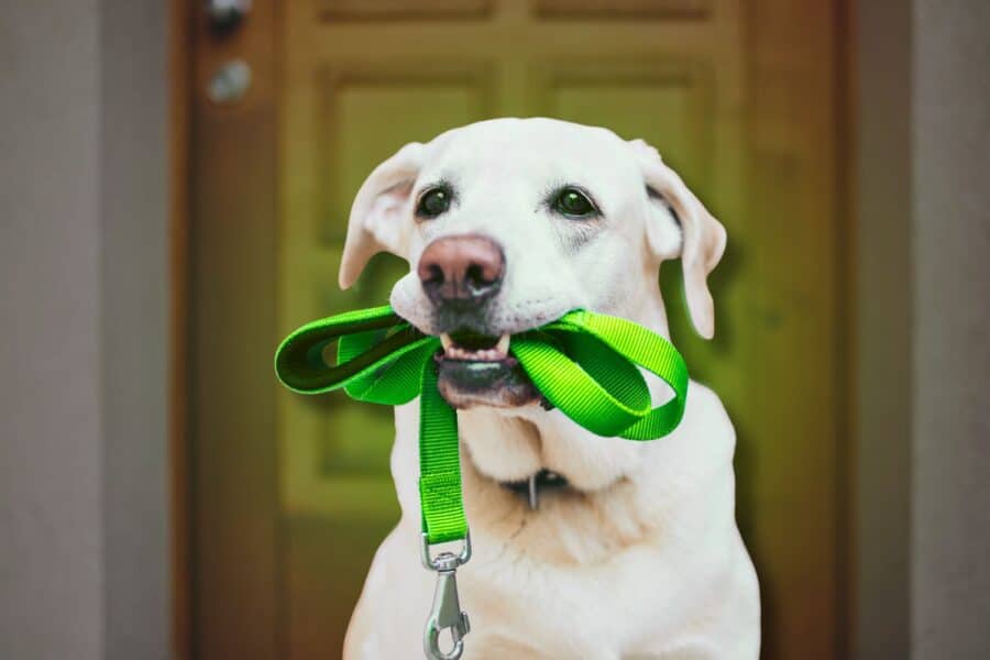 White Labrador retriever holding a green leash in its mouth standing near a doorway