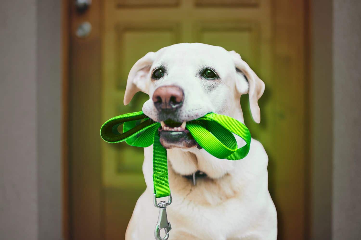 White Labrador retriever holding a green leash in its mouth standing near a doorway