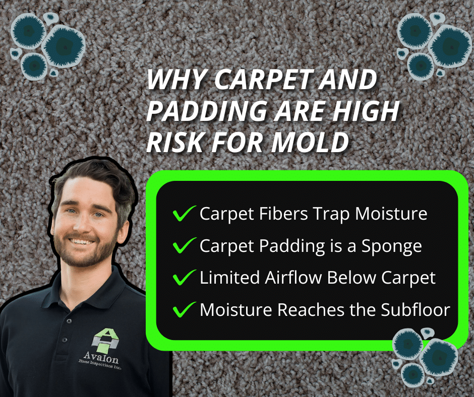 why carpet and padding are high risk for mold